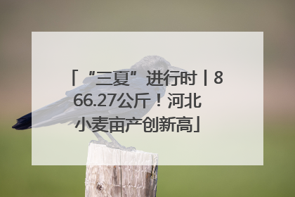 “三夏”进行时丨866.27公斤！河北小麦亩产创新高