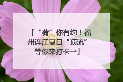 “荷”你有约！福州连江夏日“顶流”等你来打卡→