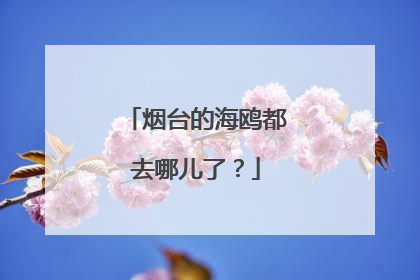 烟台的海鸥都去哪儿了？
