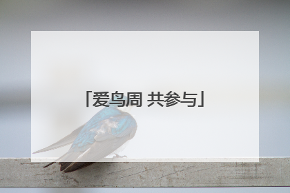 爱鸟周 共参与