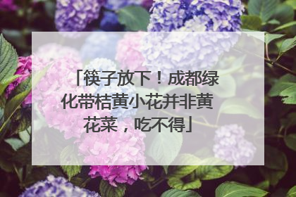 筷子放下！成都绿化带桔黄小花并非黄花菜，吃不得