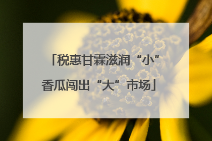 税惠甘霖滋润“小”香瓜闯出“大”市场