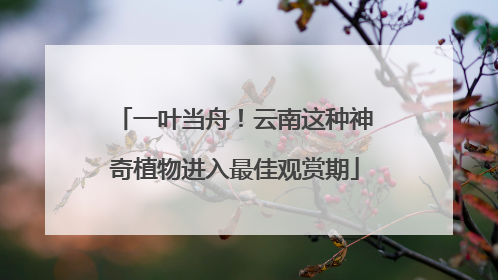 一叶当舟！云南这种神奇植物进入最佳观赏期