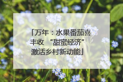 万年：水果番茄喜丰收 “甜蜜经济”激活乡村新动能