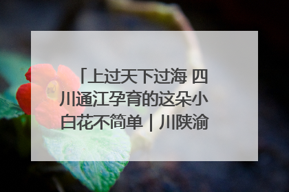 上过天下过海 四川通江孕育的这朵小白花不简单｜川陕渝网络名人巴中行