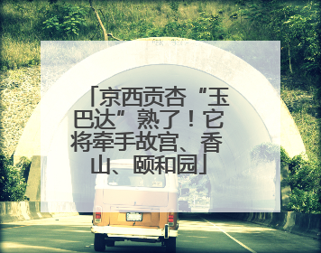 京西贡杏“玉巴达”熟了！它将牵手故宫、香山、颐和园