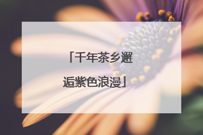 千年茶乡邂逅紫色浪漫