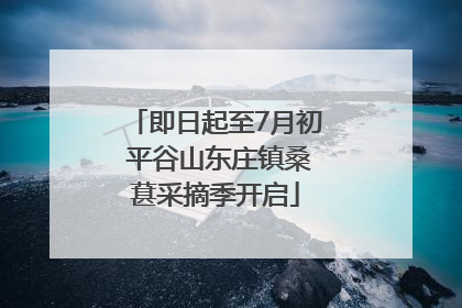 即日起至7月初 平谷山东庄镇桑葚采摘季开启
