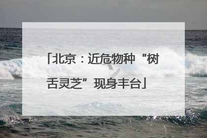北京：近危物种“树舌灵芝”现身丰台