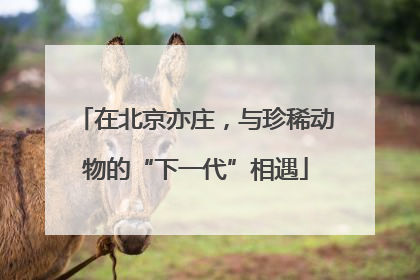 在北京亦庄，与珍稀动物的“下一代”相遇