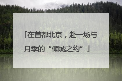在首都北京，赴一场与月季的“倾城之约”