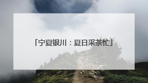 宁夏银川：夏日采茶忙