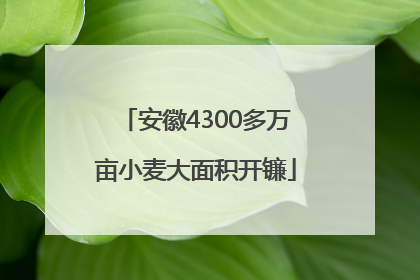 安徽4300多万亩小麦大面积开镰