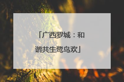 广西罗城：和谐共生鹭鸟欢