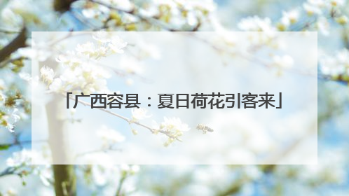 广西容县：夏日荷花引客来