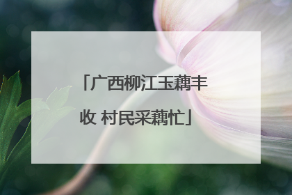 广西柳江玉藕丰收 村民采藕忙