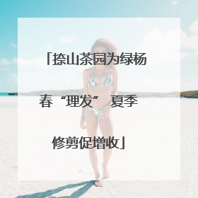 捺山茶园为绿杨春“理发” 夏季修剪促增收