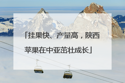 挂果快、产量高，陕西苹果在中亚茁壮成长