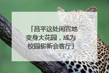 昌平这处闲置地变身大花园，成为校园崭新会客厅