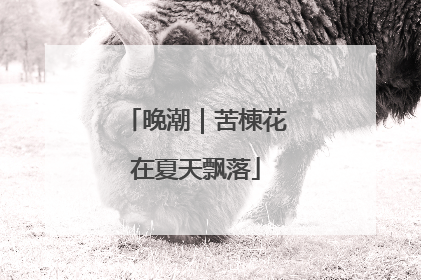 晚潮｜苦楝花在夏天飘落