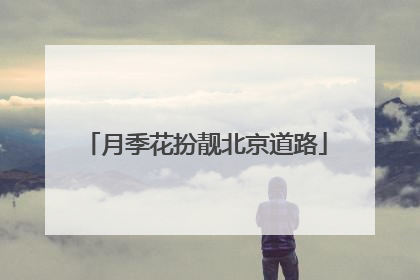 月季花扮靓北京道路