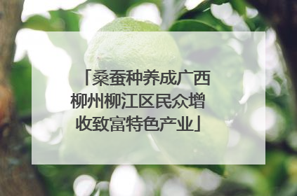 桑蚕种养成广西柳州柳江区民众增收致富特色产业