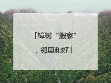 樟树“搬家”，邻里和好