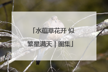 水蕴草花开 似繁星满天｜图集