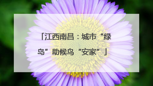 江西南昌：城市“绿岛”助候鸟“安家”
