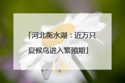 河北衡水湖：近万只夏候鸟进入繁殖期