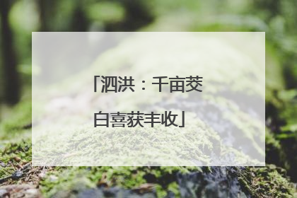 泗洪：千亩茭白喜获丰收