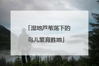 湿地芦苇荡下的鸟儿繁育胜地