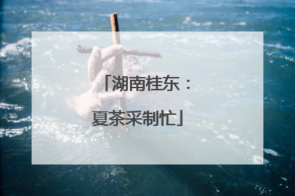 湖南桂东：夏茶采制忙