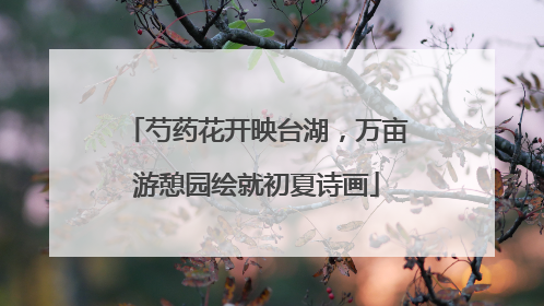 芍药花开映台湖，万亩游憩园绘就初夏诗画