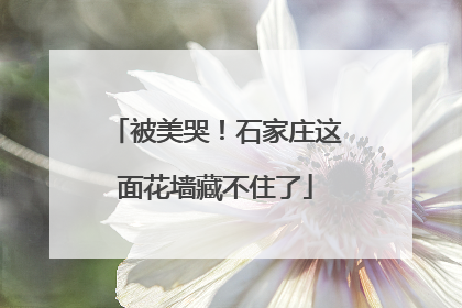 被美哭！石家庄这面花墙藏不住了