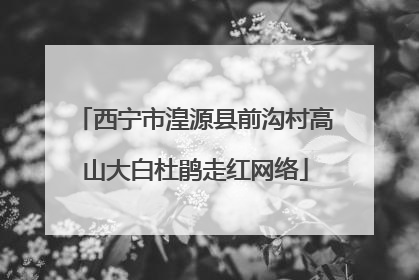 西宁市湟源县前沟村高山大白杜鹃走红网络