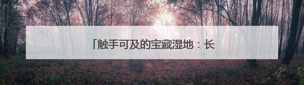 触手可及的宝藏湿地：长宁绿道里的“水杉镜林”