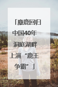 麋鹿回归中国40年 洞庭湖畔上演“鹿王争霸”